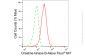 KD-Validated Anti-Creatine Kinase B type Rabbit Monoclonal Antibody